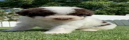 Perro de Agua Español perros en venta: PERRO DE AGUA ESPAÑOL - Anuncio 4
