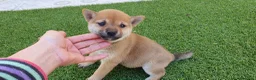 Shiba Inu perros en venta: Shiba Inu Calidad Top - Anuncio 8
