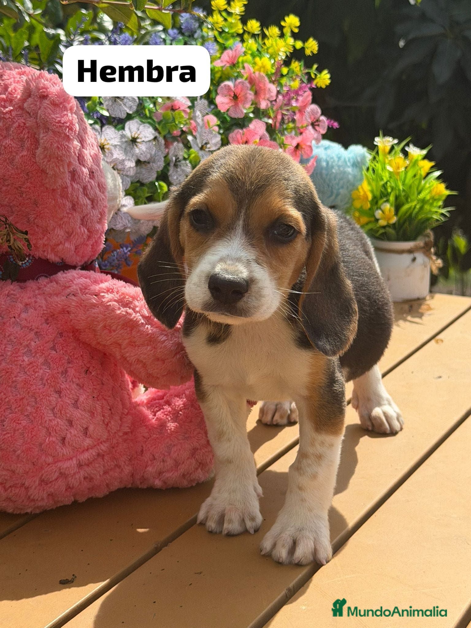 Beagle perros Parejita de beagle. Real - Anuncio 1