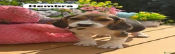 Beagle perros en venta: Parejita de beagle. Real - Anuncio 1