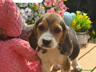 Beagle perros Parejita de beagle. Real - Anuncio 1