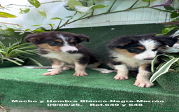 Border Collie perros en venta: BORDER COLLIE TRICOLOR - Imagen 17