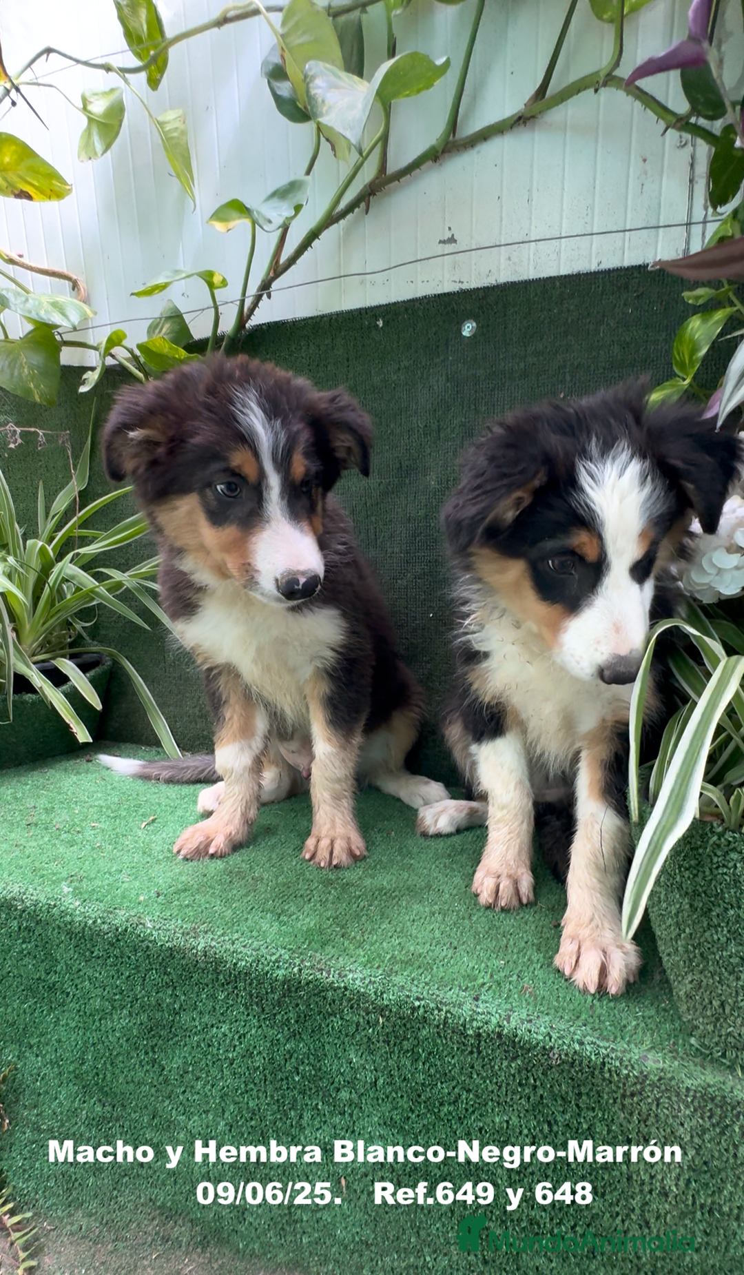 Border Collie perros en venta: BORDER COLLIE TRICOLOR - Imagen 17