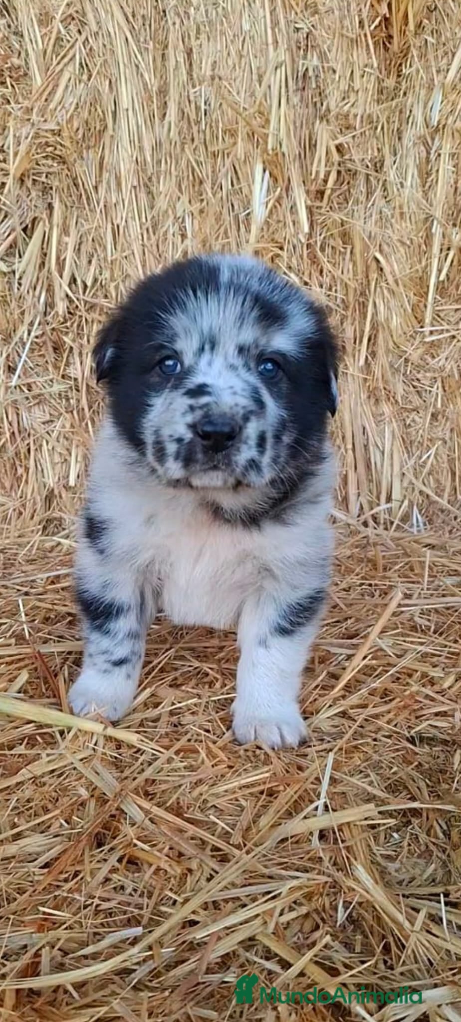Mastín Español perros Hembra mastín merle - Anuncio 1