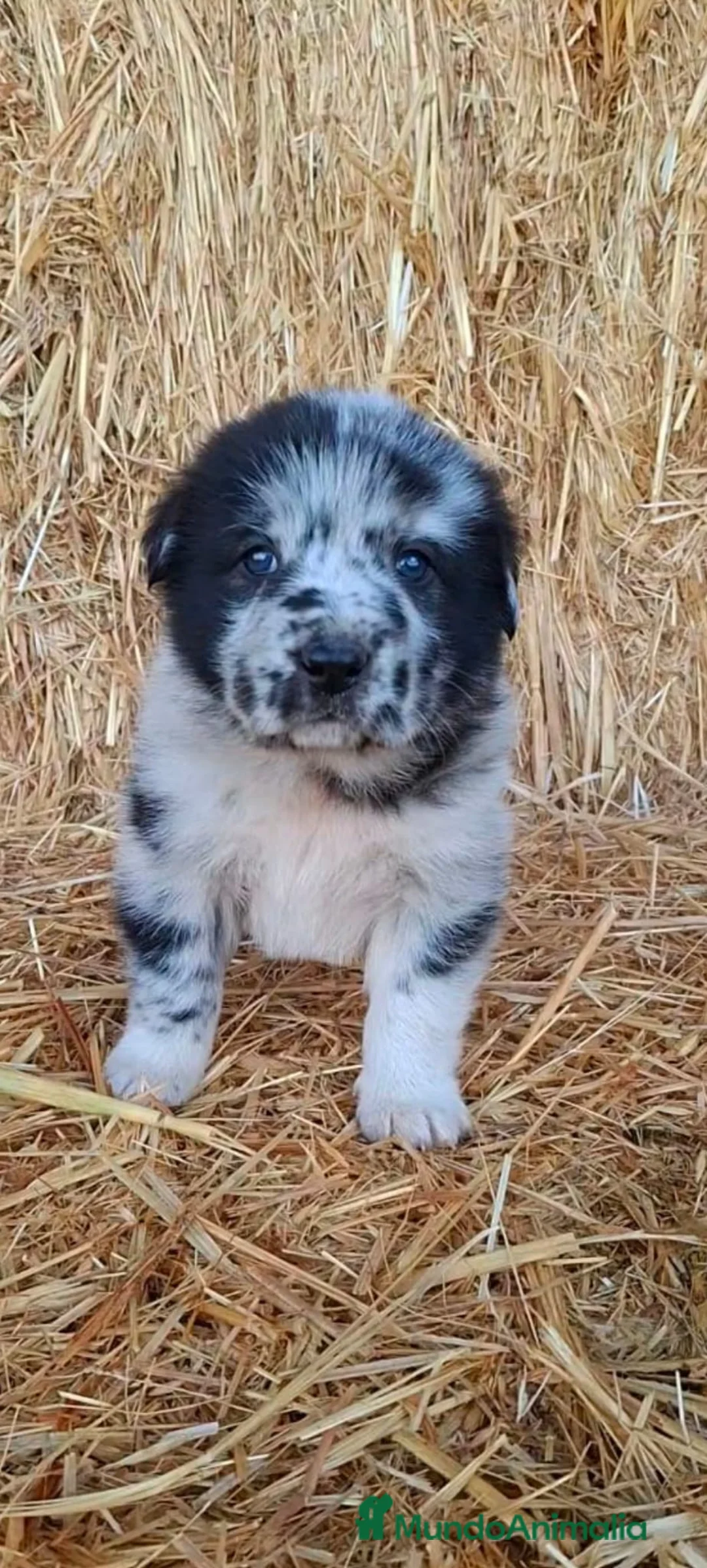 Mastín Español perros en venta: Hembra mastín merle - Anuncio 1