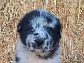 Mastín Español perros Hembra mastín merle - Anuncio 1