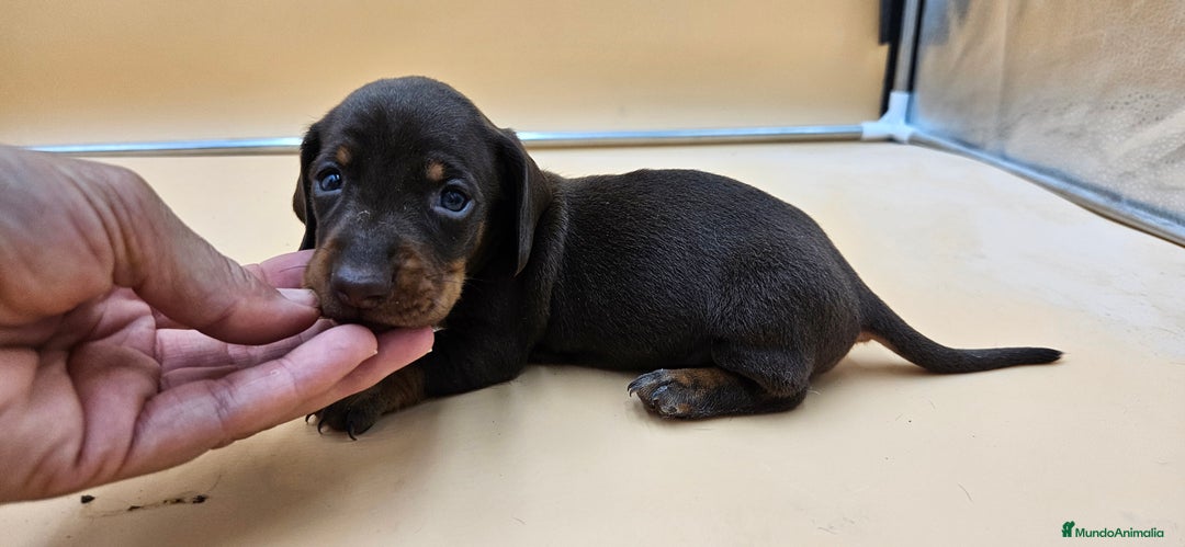 Teckel perros en venta: Teckel chocolate en Jerez  - Imagen 1