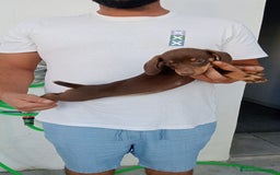 Teckel perros en venta: Teckel canichen chocolate  - Imagen 2