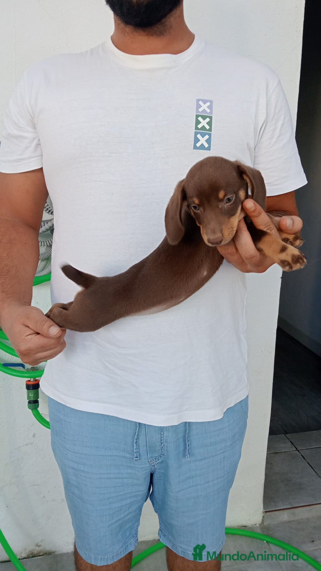 Teckel perros en venta: Teckel canichen chocolate  - Imagen 2