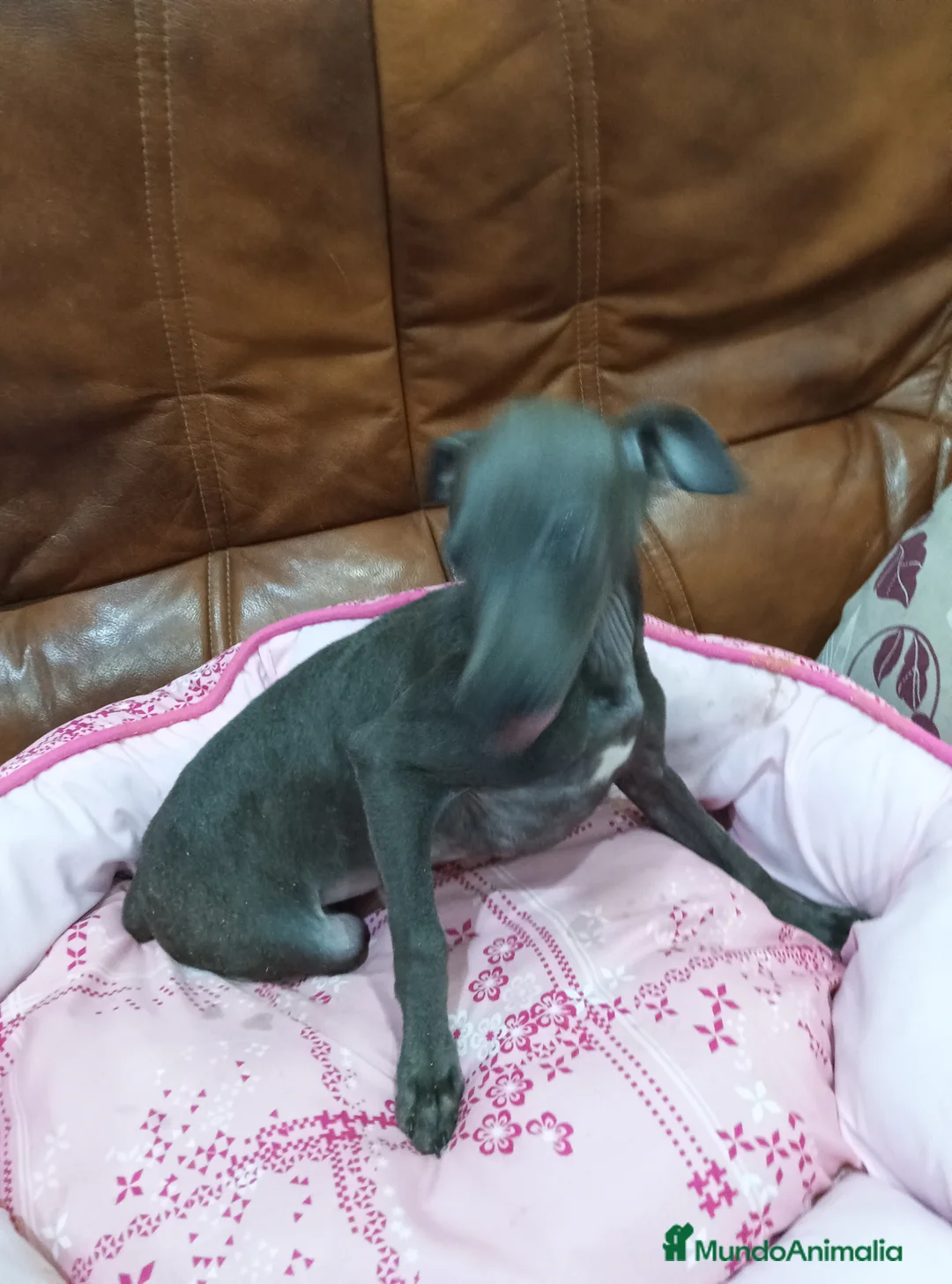 Pequeño Lebrel Italiano perros en venta: Piccolo lebrel blue - Anuncio 9