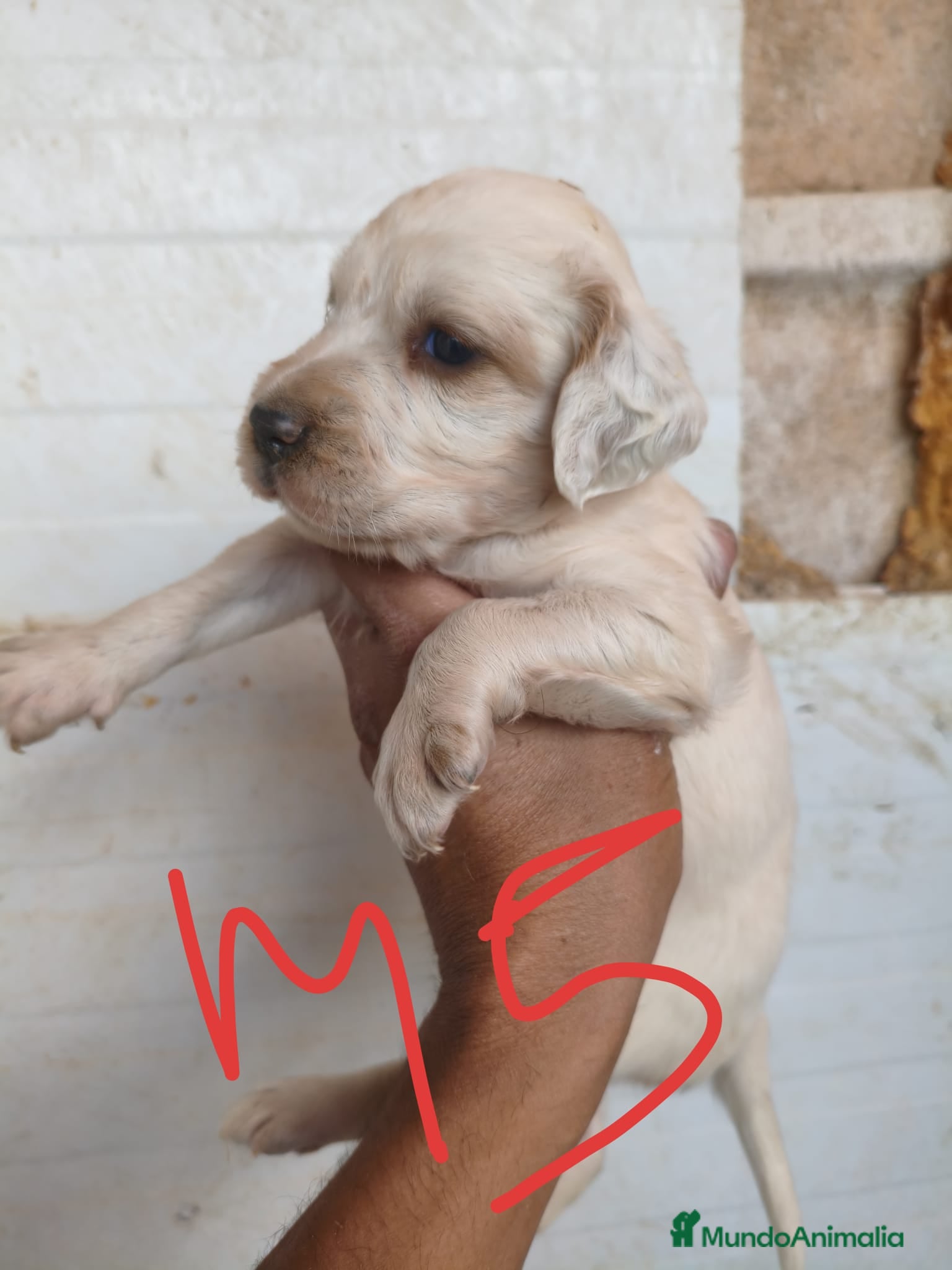 Setter Inglés perros en venta: Setter ingles  - Anuncio 3