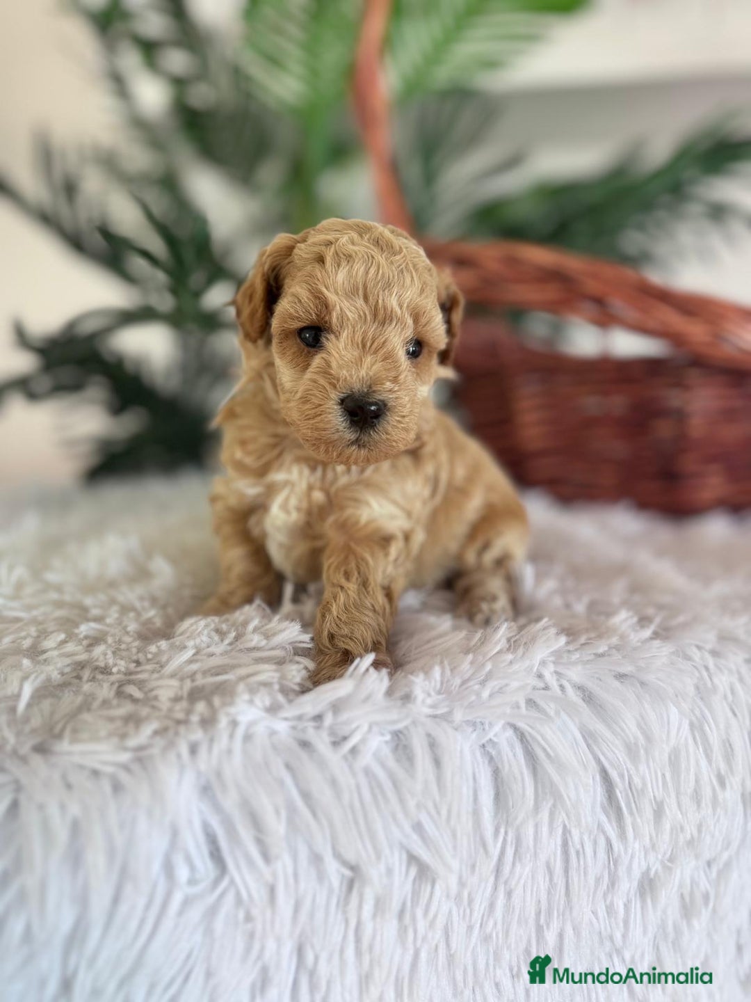 Caniche Toy perros en venta: CANICHE TOY - Anuncio 3