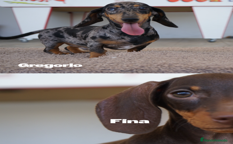 Teckel Miniatura perros - Anuncio 12