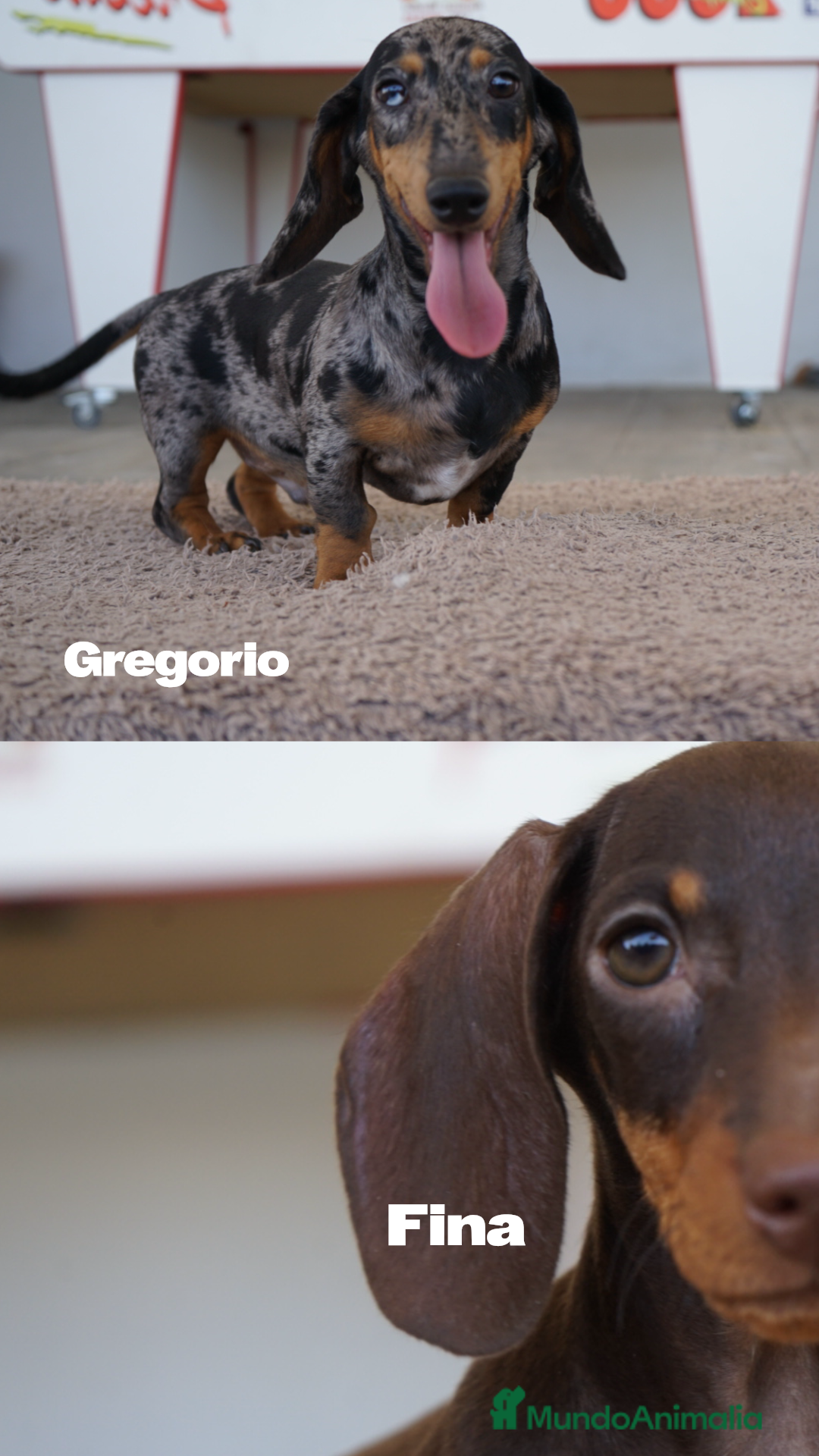 Teckel Miniatura perros en venta: 🐾 Gregorio y Aura – Teckel especiales 🐾 - Imagen 1