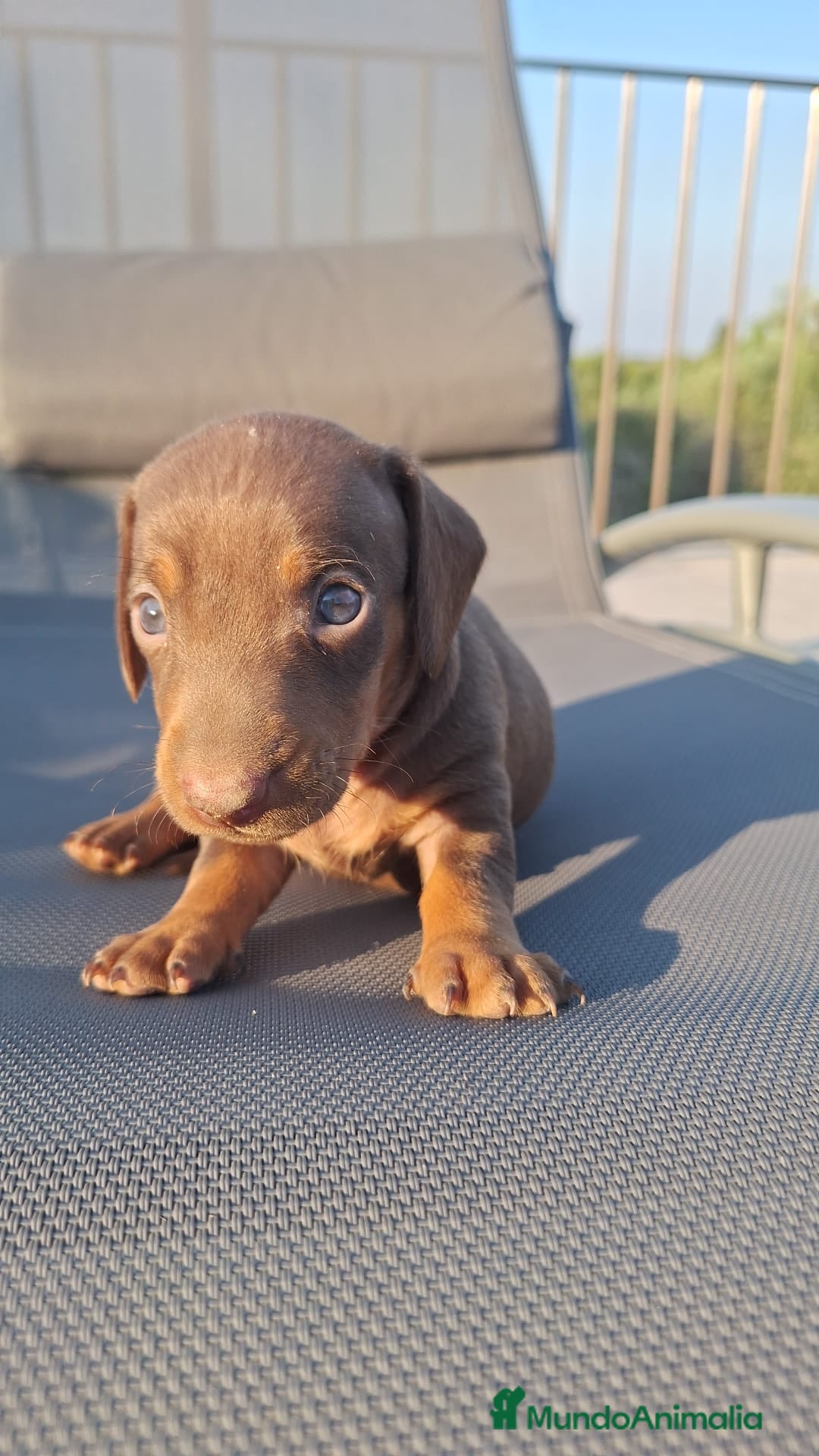 Teckel perros en venta: Teckel Chocolate - Imagen 1