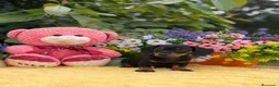 Teckel Miniatura perros en venta: Teckel miniatura  - Anuncio 1