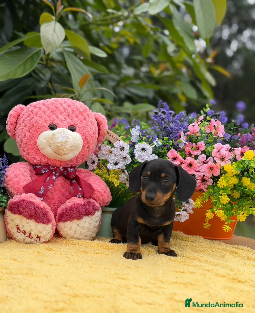 Teckel Miniatura perros en venta: Teckel miniatura  - Anuncio 1