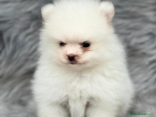 Pomerania perros en Barcelona - Anuncio 7