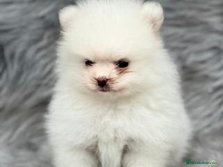 Pomerania perros POMERANIA LÍNEA XIAO-LI en Barcelona - Anuncio 24