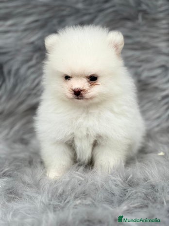 Pomerania perros en Barcelona - Anuncio 10
