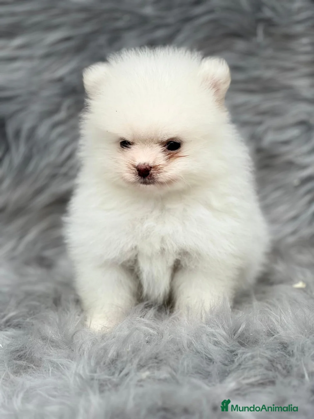 Pomerania perros en venta: POMERANIA LÍNEA XIAO-LI en Barcelona - Anuncio 1