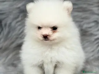 Pomerania perros POMERANIA LÍNEA XIAO-LI en Barcelona - Anuncio 12