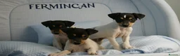 Ratonero Bodeguero Andaluz perros en venta: CACHORRITOS DE BODEGUERO  - Anuncio 9