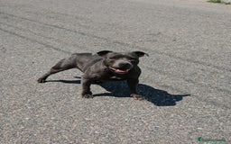 Staffordshire Bull Terrier perros en venta: staffordshire bull terrier - Imagen 1