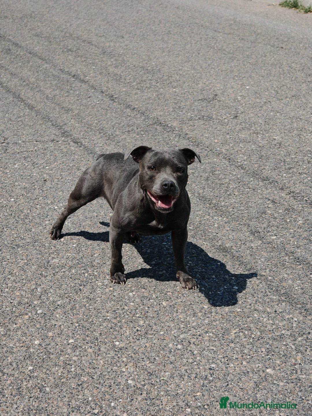 Staffordshire Bull Terrier perros en venta: staffordshire bull terrier - Imagen 1