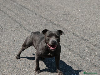 Staffordshire Bull Terrier perros - Anuncio 1