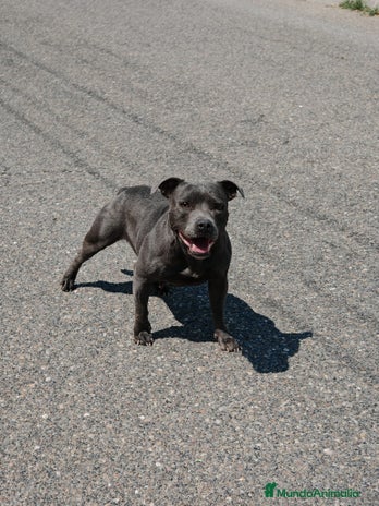 Staffordshire Bull Terrier perros - Anuncio 1