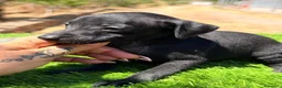 Pequeño Lebrel Italiano perros en venta: PICCOLO GALGO ITALIANO NEGRO - Anuncio 3