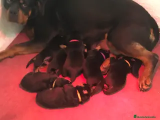Rottweiler perros cachorros en Barcelona - Anuncio 3