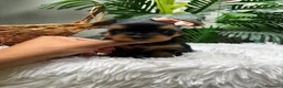 Yorkshire Terrier perros en venta: YORKSHIRE TERRIER HEMBRAS - Anuncio 29