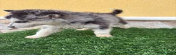Husky Siberiano perros en venta: Husky siberiano macho  - Anuncio 17