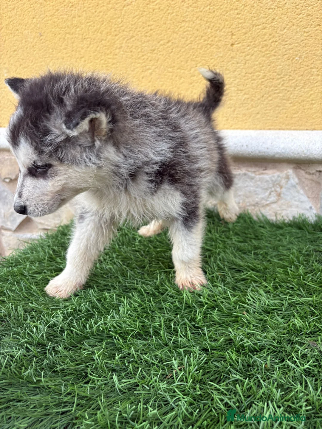 Husky Siberiano perros en venta: Husky siberiano macho  - Anuncio 17