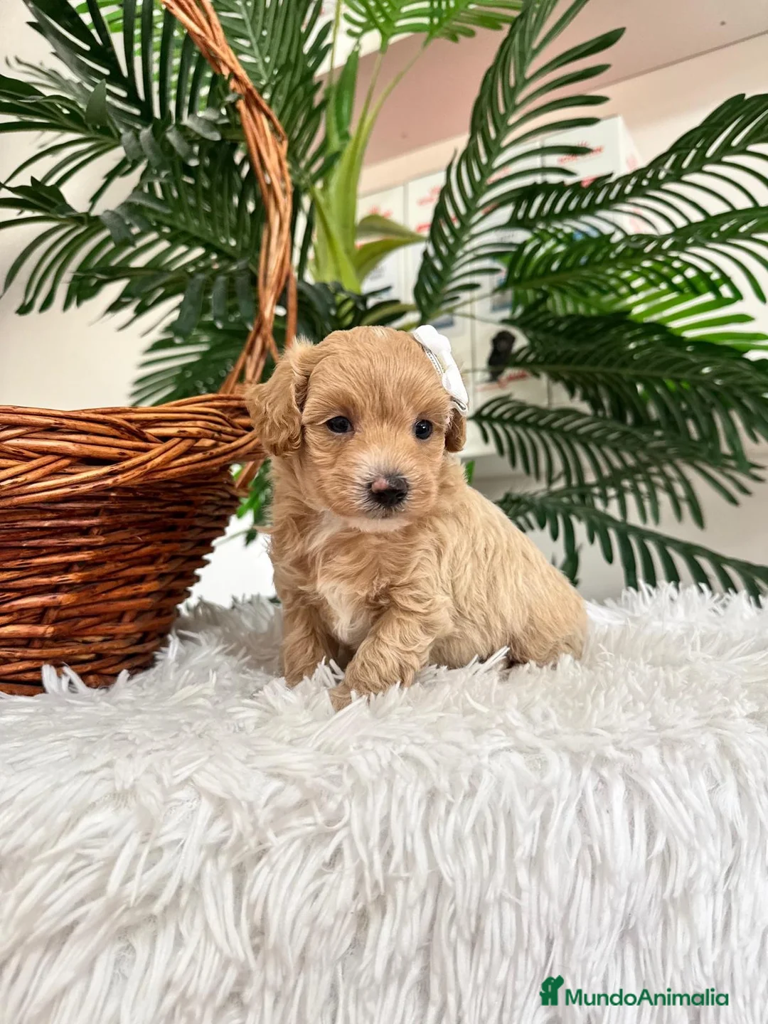 Maltipoo perros en venta: MALTIPOO  - Anuncio 2