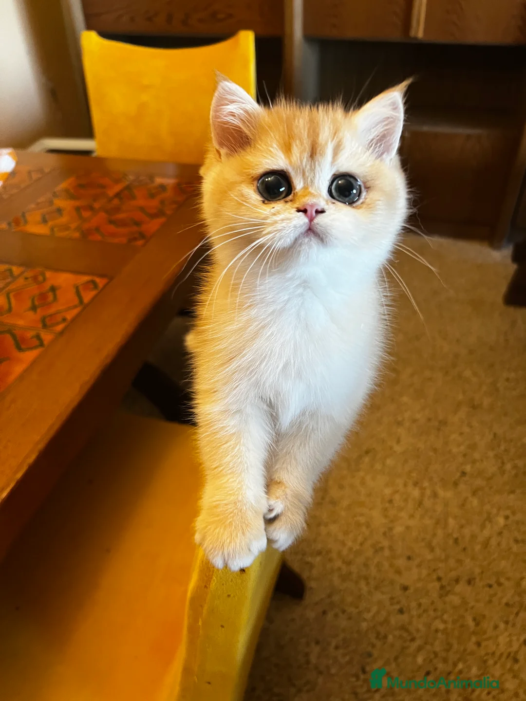 Británico de Pelo Corto gatos en venta: British shorthair golden chinchilla - Anuncio 6