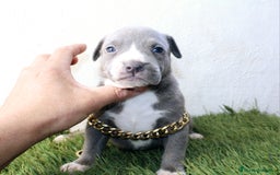 American Pit Bull Terrier perros en venta: American pitbull terrier unico en españa  - Imagen 11
