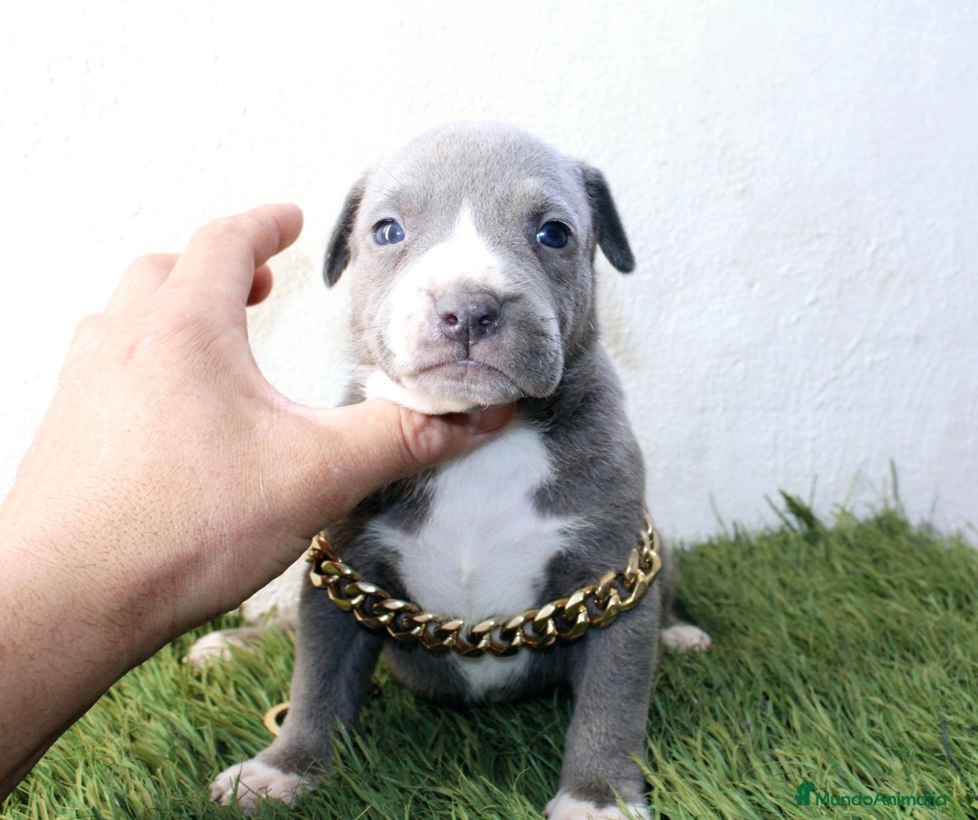 American Pit Bull Terrier perros en venta: American pitbull terrier unico en españa  - Imagen 11