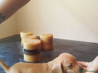 Teckel perros - Anuncio 1