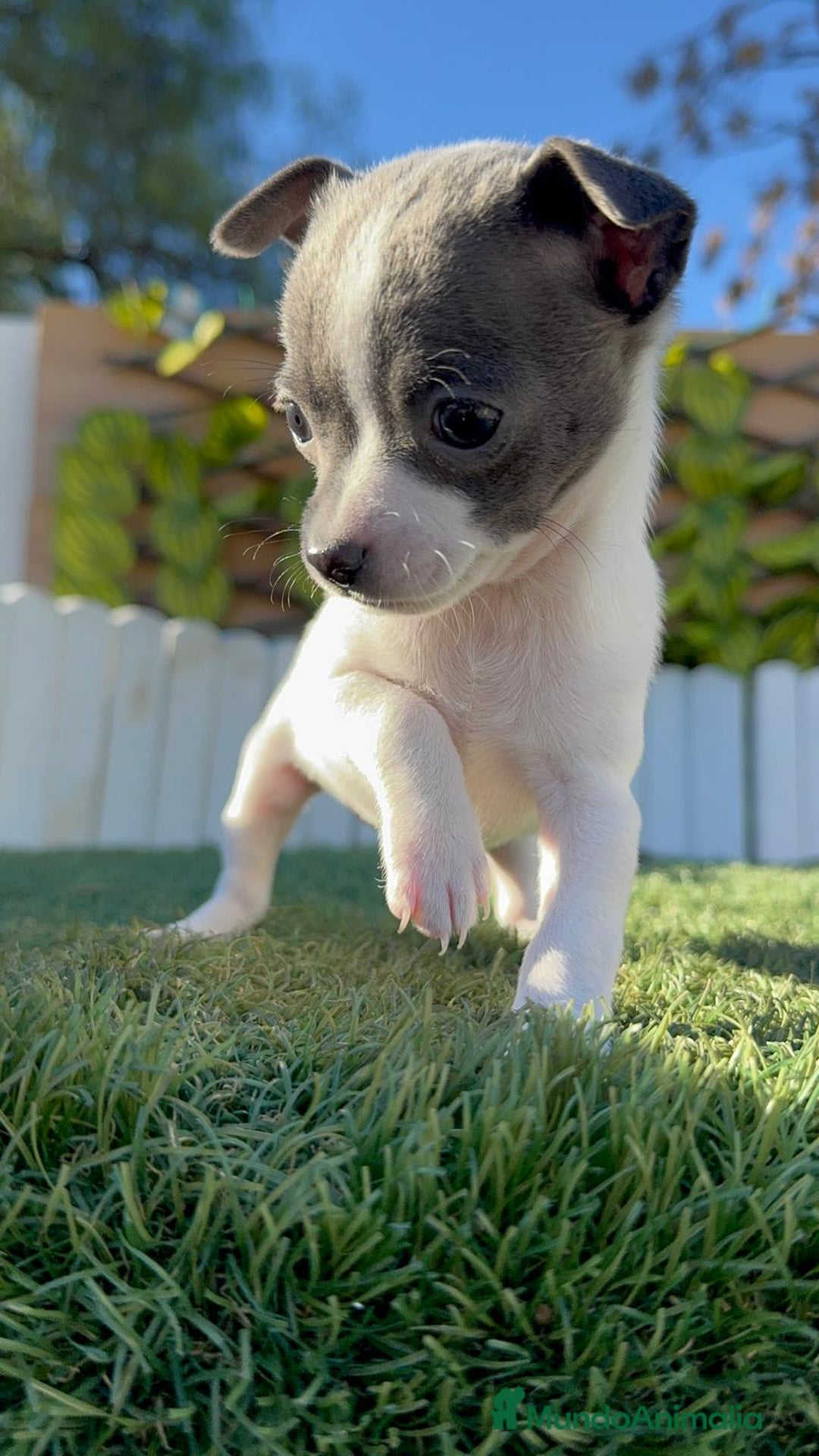 Chihuahua perros en venta: CHIHUAHUA HEMBRA - Anuncio 8