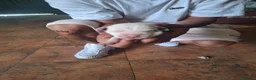 American Staffordshire-Terrier perros en venta: American Stafford  - Anuncio 14