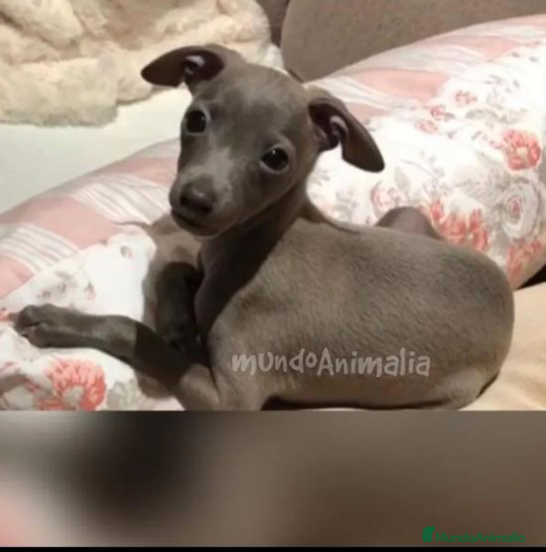 Imagen de galería {{count}}