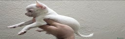 Chihuahua perros en venta: Chihuahua toy - Anuncio 3