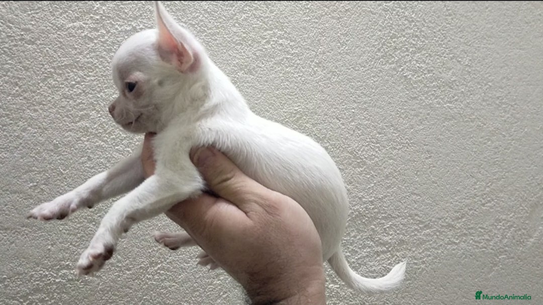 Chihuahua perros en venta: Chihuahua toy - Anuncio 3