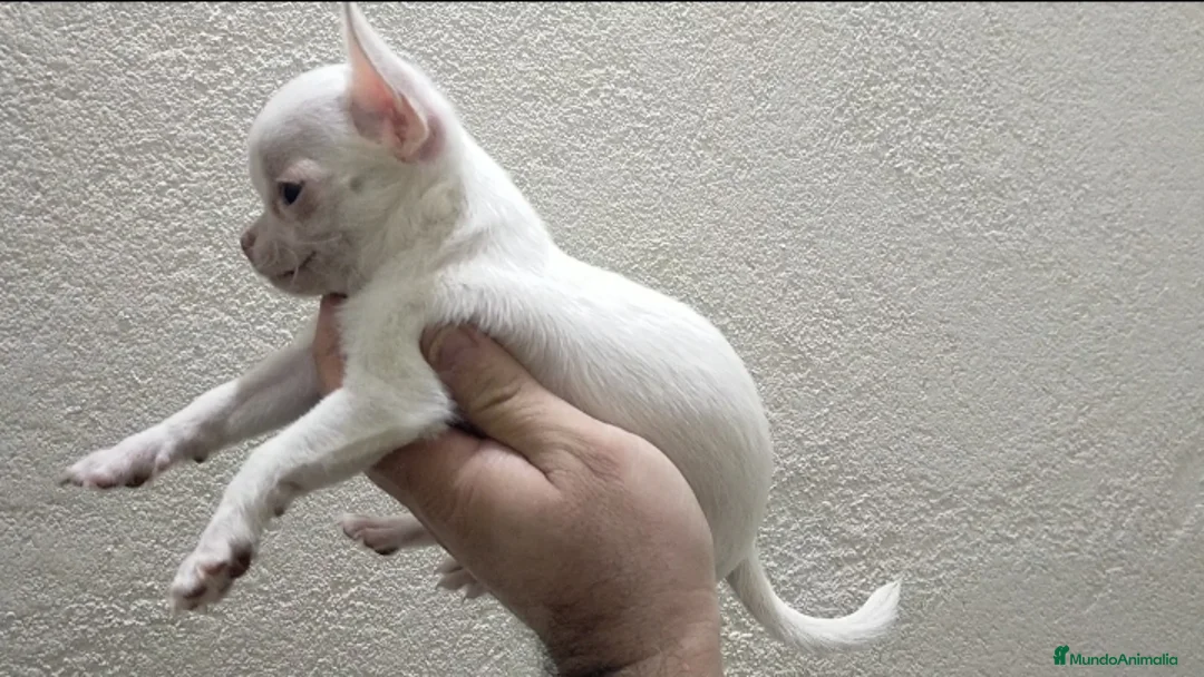 Chihuahua perros en venta: Chihuahua toy - Anuncio 3