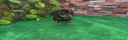 Teckel Miniatura perros en venta: TECKEL MINIATURA - Anuncio 1