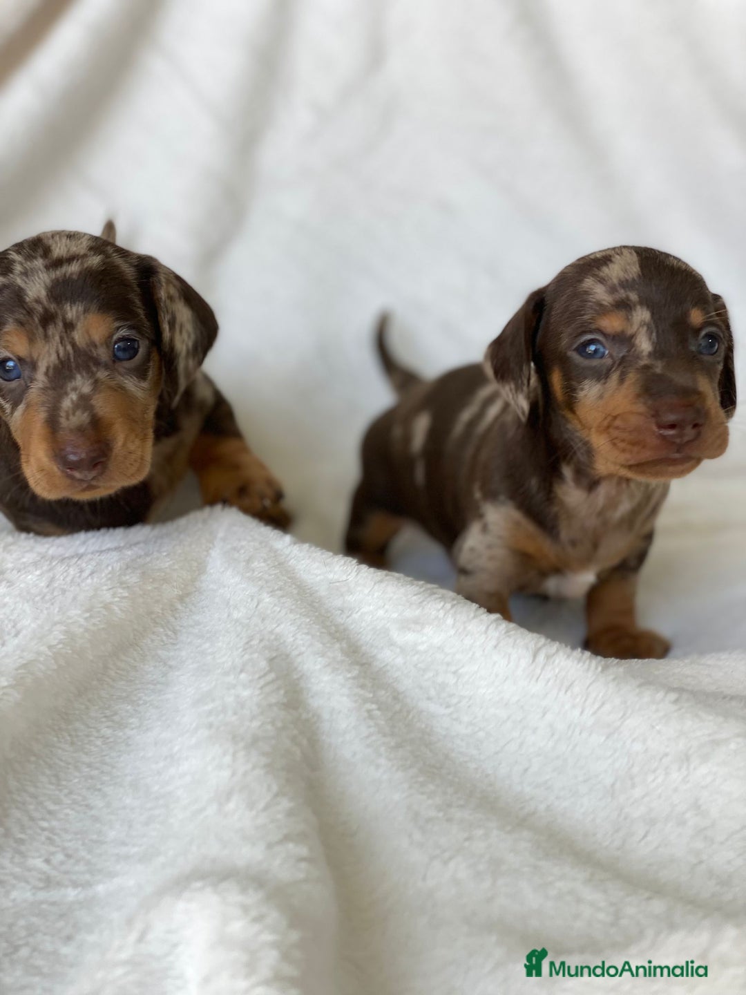 Teckel Miniatura perros en venta: TECKEL ARLEQUÍN CHOCOLATE - Imagen 3