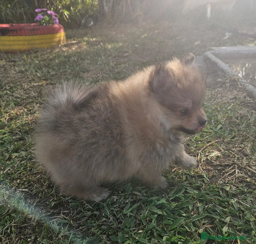 Pomerania perros en venta: Cachorro Pomerania  - Anuncio 2